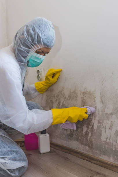 Best HVAC Mold Inspection and Cleaning  in Southside, AL