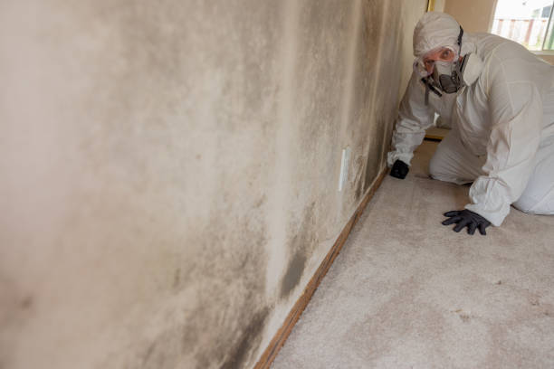 Best Basement Mold Removal  in Southside, AL